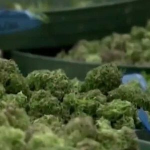 Nebraska Medical Cannabis Commission chair resigns, bills could shape group's future