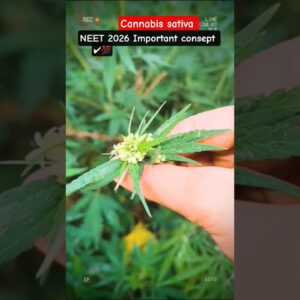 cannabis sativa #bhang #neet #youtubeshorts #shorts #funny #trendingsong #motivation #study #ytshort