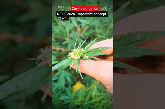 cannabis sativa #bhang #neet #youtubeshorts #shorts #funny #trendingsong #motivation #study #ytshort