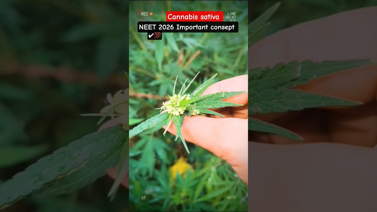 cannabis sativa #bhang #neet #youtubeshorts #shorts #funny #trendingsong #motivation #study #ytshort