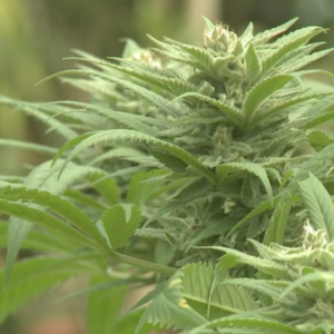 Democrats propose bill to legalize marijuana in Wisconsin