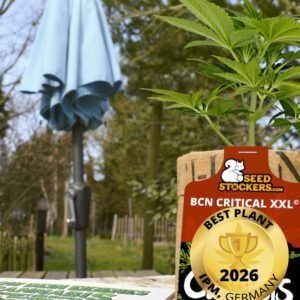 Cannabis becomes public favorite at traditional horticulture fair IPM Essen