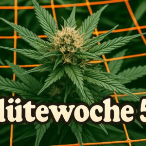 Blütewoche 5 mit Hildegard und Bärbel