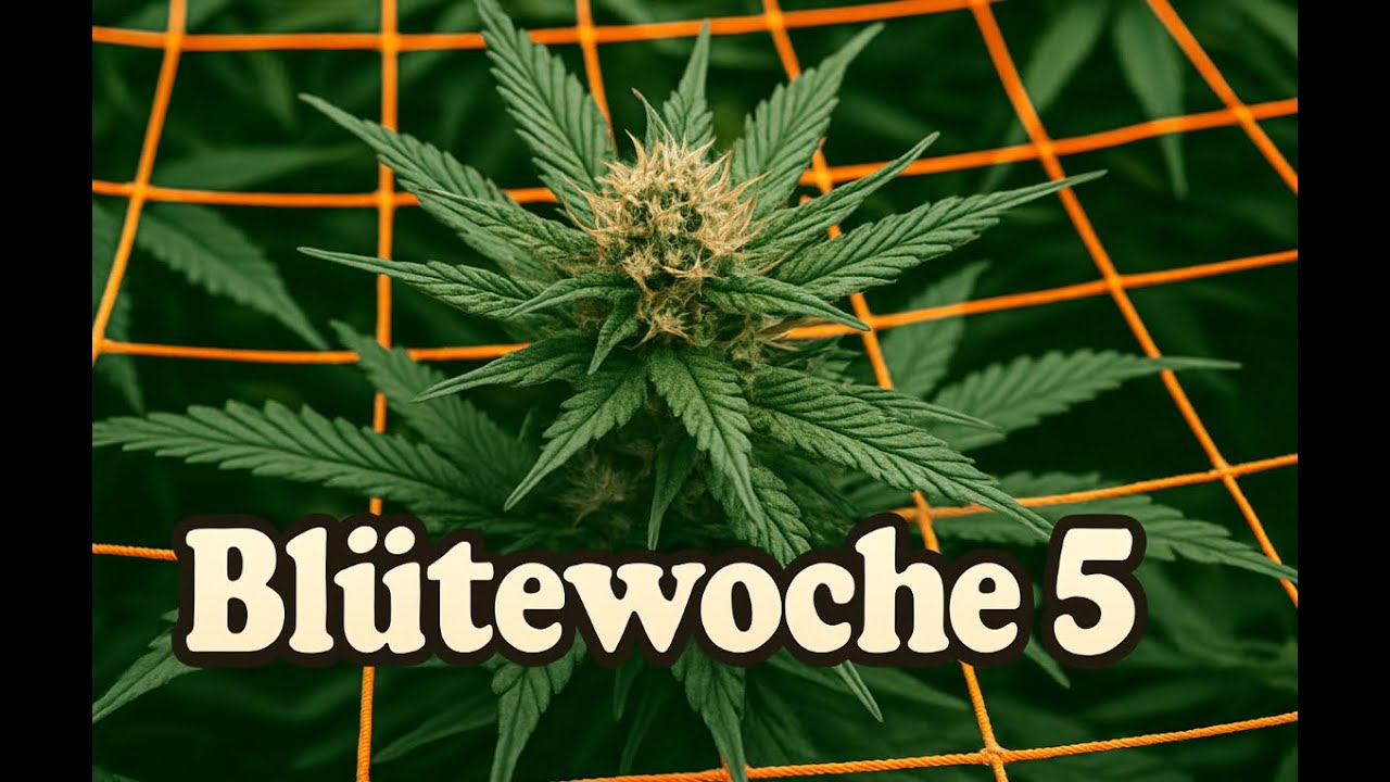 Blütewoche 5 mit Hildegard und Bärbel