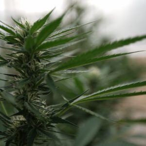 Indiana Lawmakers Say Marijuana Legalization Won’t Happen This Year Despite Trump’s Federal Rescheduling Move