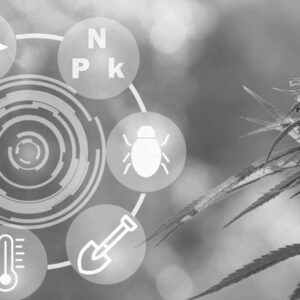 AI, Federal Reform and the Future of Weed