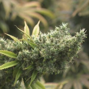 Ohio AG Dave Yost approves title and summary language for voter referendum seeking to overturn new marijuana restrictions