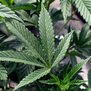 Ohio attorney general certifies cannabis group’s referendum proposal