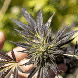 Cannabis makers in Austin panels discuss changing regulation