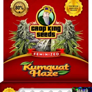 Kumquat Haze Feminized Seeds