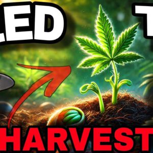 From Seed to Harvest: How to Grow Premium Cannabis at Home
