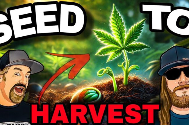 From Seed to Harvest: How to Grow Premium Cannabis at Home