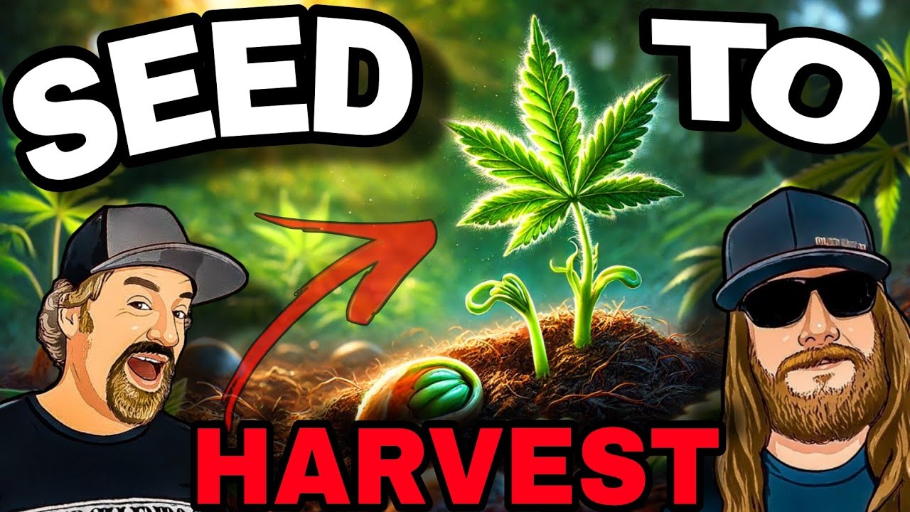 From Seed to Harvest: How to Grow Premium Cannabis at Home
