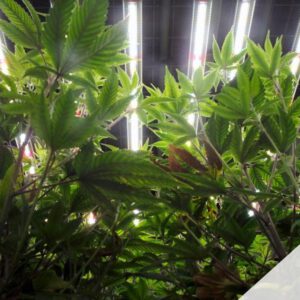 Legal cannabis market nears reality in Virginia as black market rages