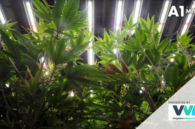 Legal cannabis market nears reality in Virginia as black market rages