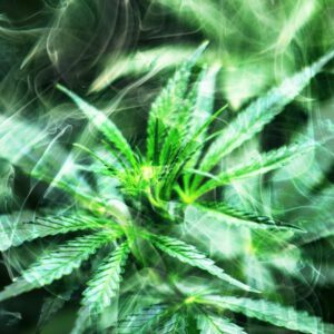 Hawai‘i’s medical cannabis program strong, well-utilized, independent report indicates : Big Island Now