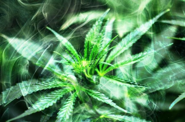 Hawai‘i’s medical cannabis program strong, well-utilized, independent report indicates : Big Island Now