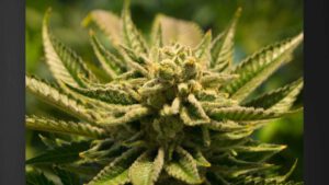 Hawai‘i’s medical cannabis program strong, well-utilized, independent report indicates : Kauai Now