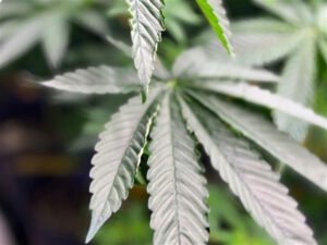Ohio licensed cannabis industry decries S.B. 56 referendum effort