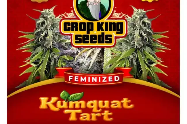 Kumquat Tart Strain Feminized Seeds