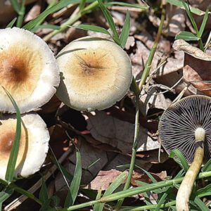 Washington State Senators Approve Bill To Legalize Psilocybin Therapy For Adults