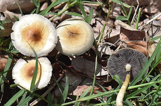 Washington State Senators Approve Bill To Legalize Psilocybin Therapy For Adults