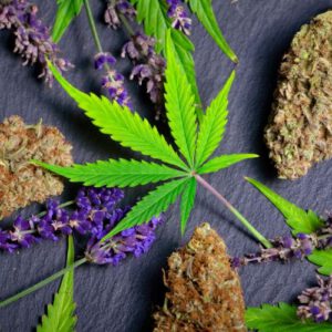 Terpenes in medicinal cannabis: a formulation challenge