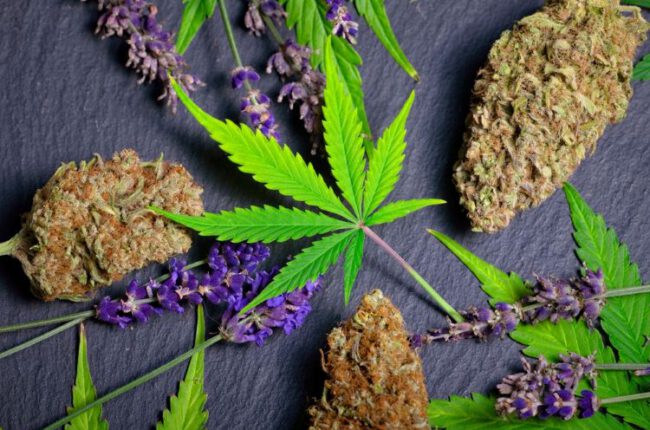 Terpenes in medicinal cannabis: a formulation challenge