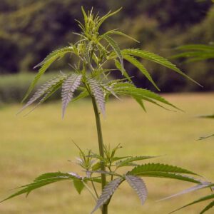Rhode Island Bars And Restaurants Push Back On Proposal To Ban Hemp THC Drink Sales