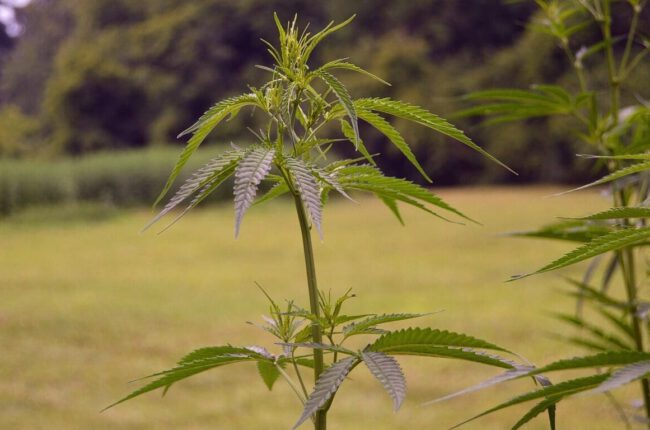 Rhode Island Bars And Restaurants Push Back On Proposal To Ban Hemp THC Drink Sales