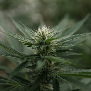 Florida cannabis ballot hearing canceled at Supreme Court (Newsletter: February 5, 2026)