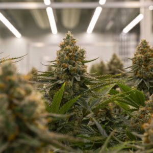 “Success for us means being a globally respected cannabis operator”