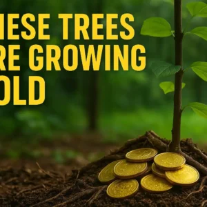 Gold In Trees - Finland’s Trees Are Making Real Gold