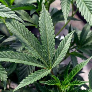 Cannabis legislation advances with new legal penalties