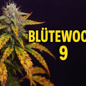 Blütewoche 9 und wieder eine weniger 😩😳