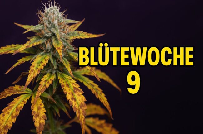 Blütewoche 9 und wieder eine weniger 😩😳