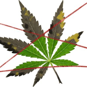 An illustration of a marijuana leaf divided by red chalk lines, with the parts of the leaf outside the lines brown and dead