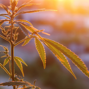 Cannabis Rescheduling Roundtable | Foley Hoag LLP