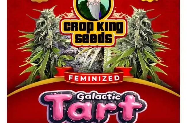 Galactic Tart Strain Feminized Seeds