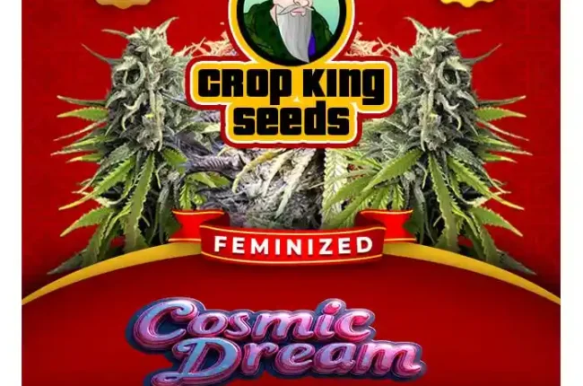 Cosmic Dream Strain Feminized Seeds