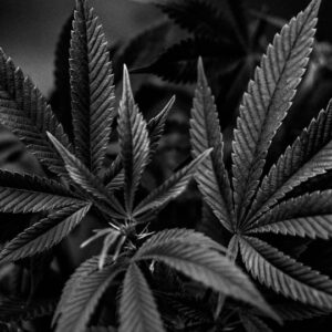 Who Killed the U.S. Cannabis Market? Blame Canadian Investment Bankers
