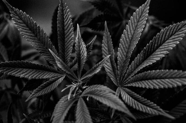 Who Killed the U.S. Cannabis Market? Blame Canadian Investment Bankers