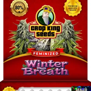 Winter Plum Breath Strain Feminized Seeds