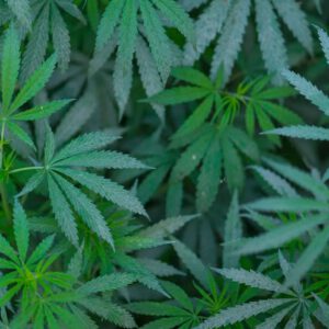 State sues cannabis operators, accuses them of conspiring to keep prices high, limit choice – WHIO TV 7 and WHIO Radio