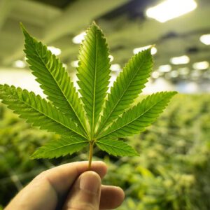 AG Yost sues cannabis operators, alleging rigged prices