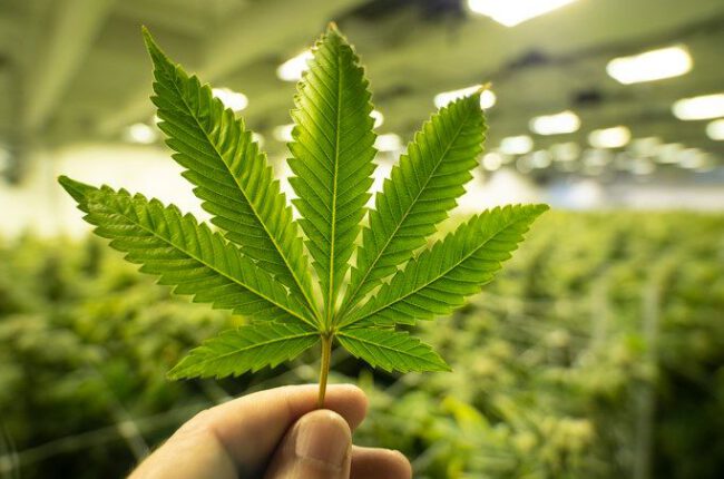 AG Yost sues cannabis operators, alleging rigged prices