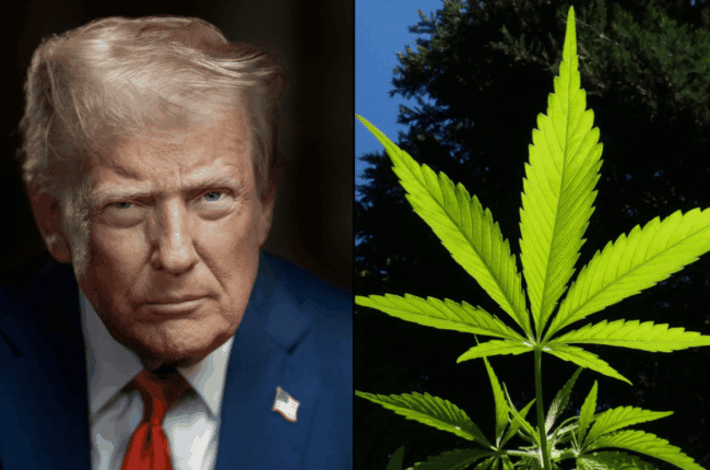 Marijuana Consumers Overwhelmingly Back Trump’s Rescheduling Order, Poll Shows As Advocates Await DOJ Action