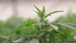 If approved, Kentuckians with these 16 medical conditions may qualify for medical cannabis