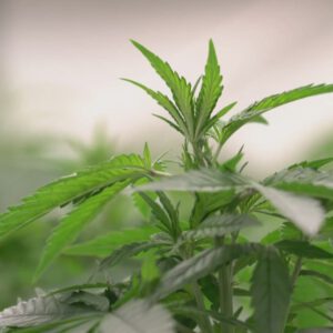 If approved, Kentuckians with these 16 medical conditions may qualify for medical cannabis