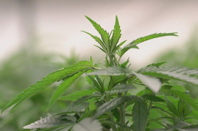 If approved, Kentuckians with these 16 medical conditions may qualify for medical cannabis